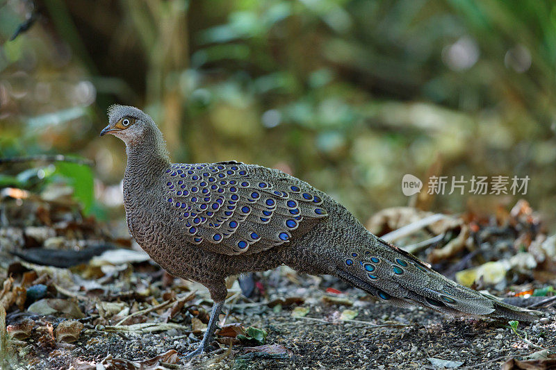 雉鸡鸟:成年雄性灰孔雀雉(Polyplectron bicalcaratum)